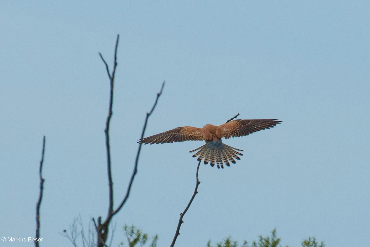 Rötelfalke