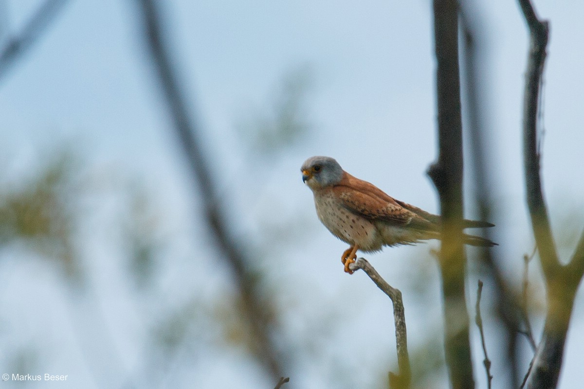 Rötelfalke