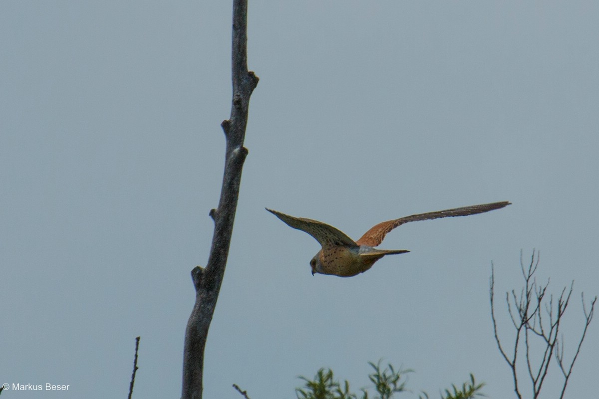 Rötelfalke