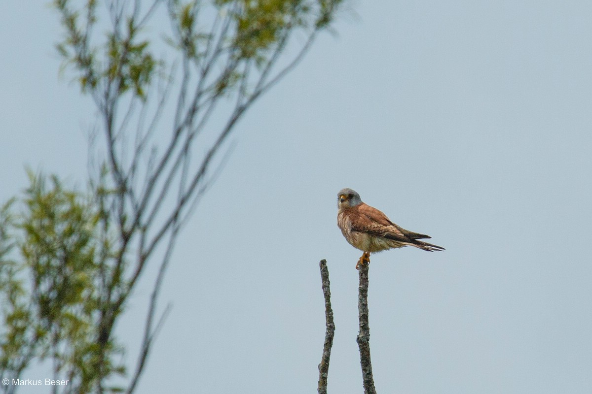 Rötelfalke
