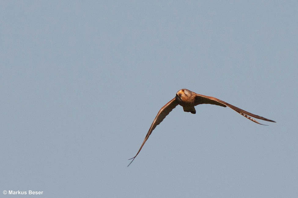 Turmfalke