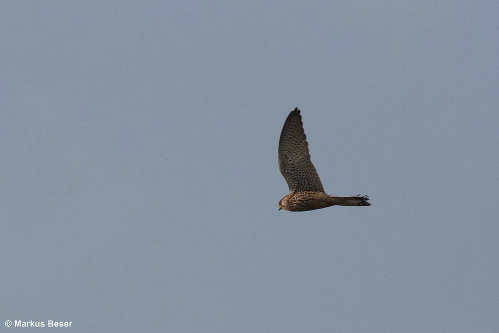 Turmfalke