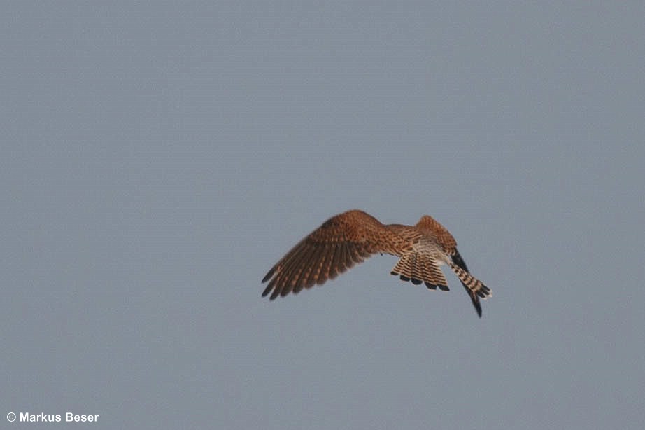 Turmfalke