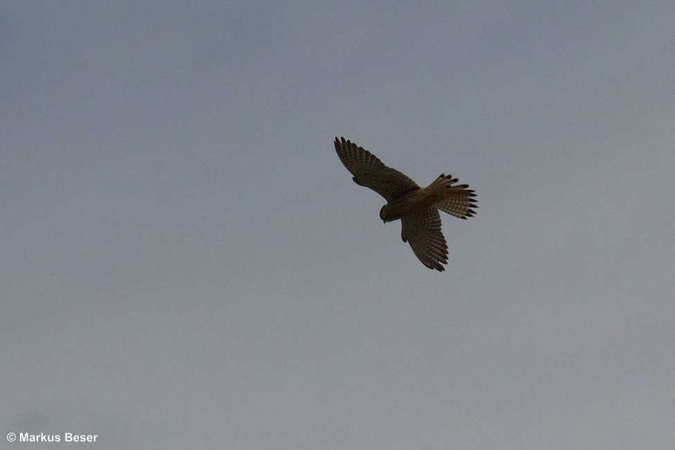 Turmfalke