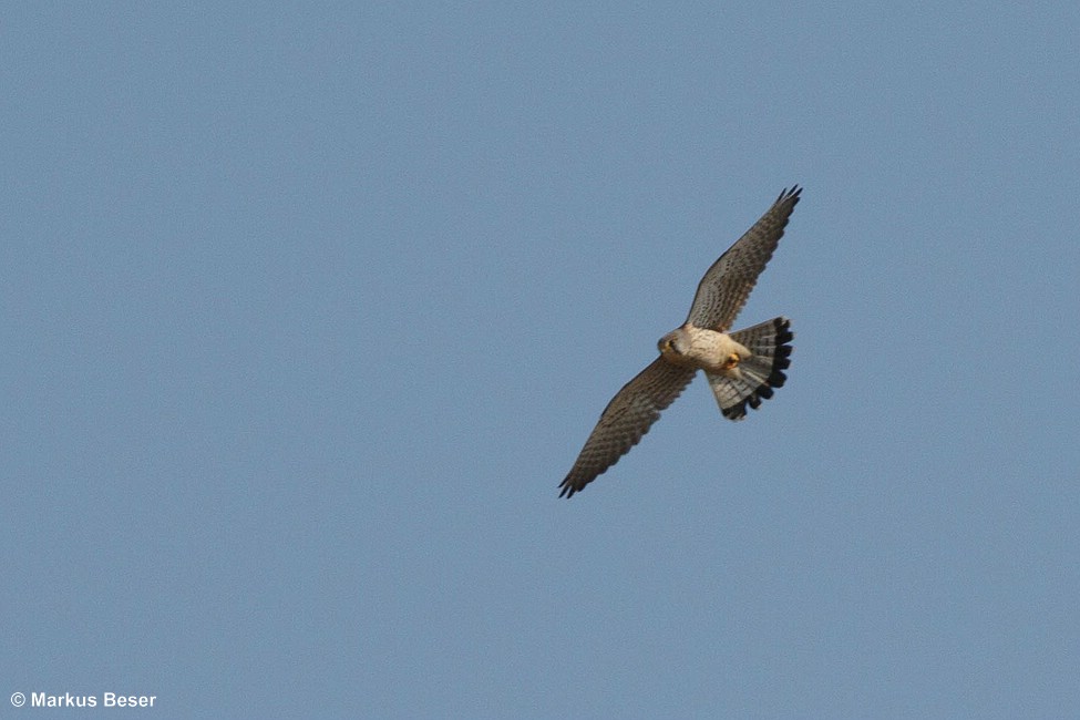 Turmfalke