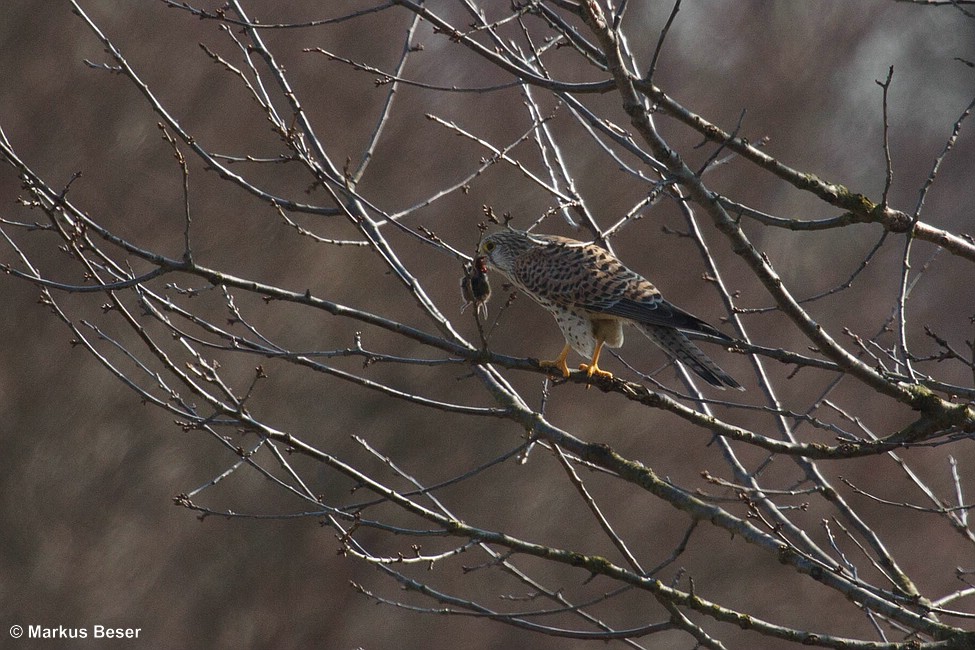 Turmfalke