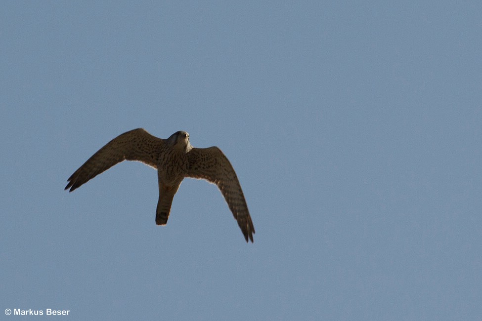 Turmfalke