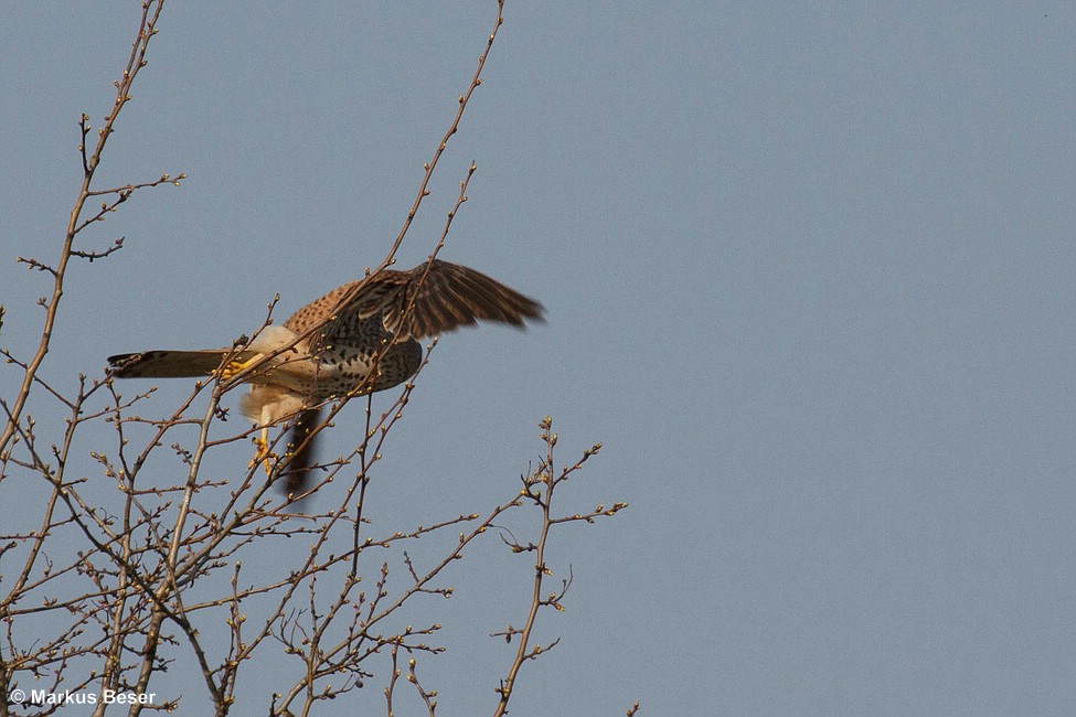 Turmfalke