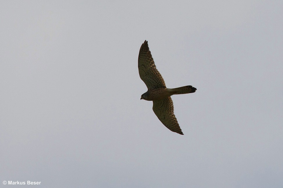 Turmfalke