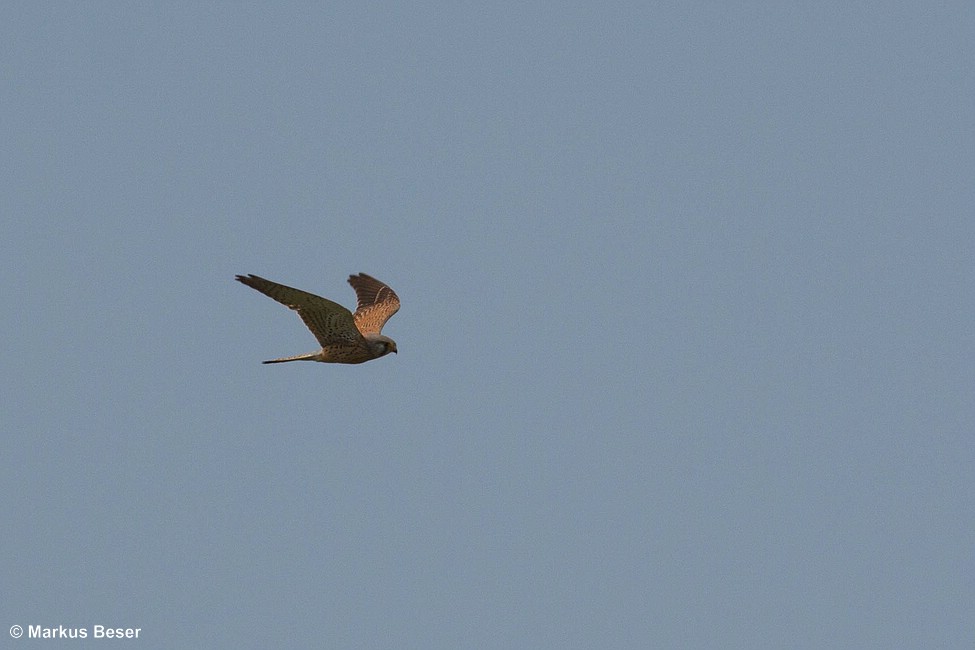 Turmfalke
