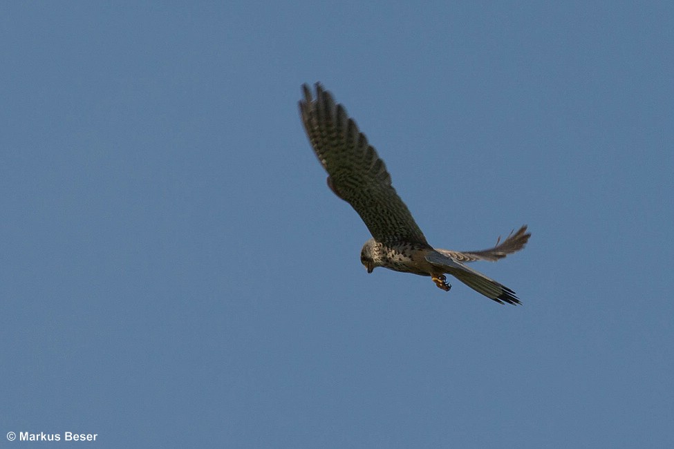 Turmfalke