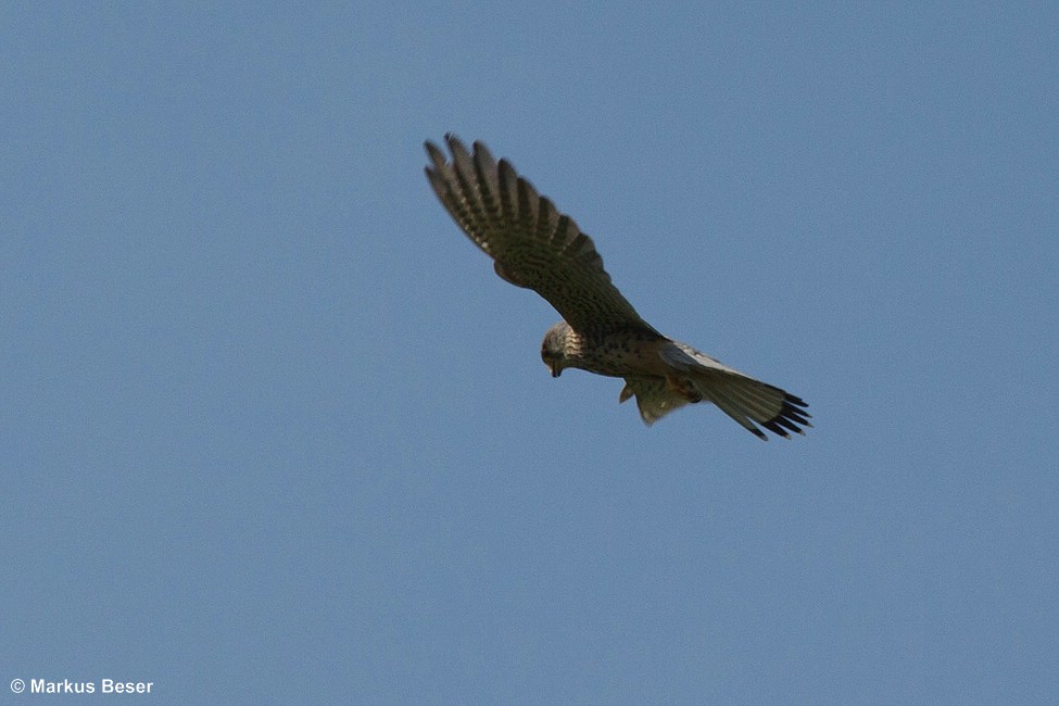 Turmfalke