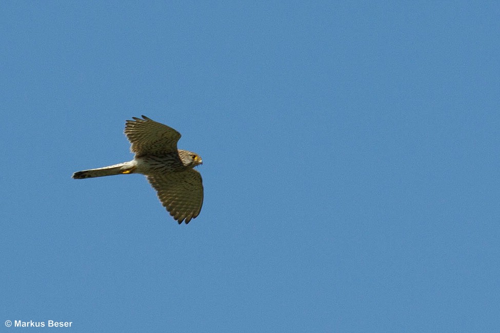 Turmfalke