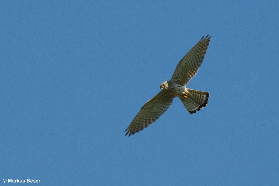 Turmfalke
