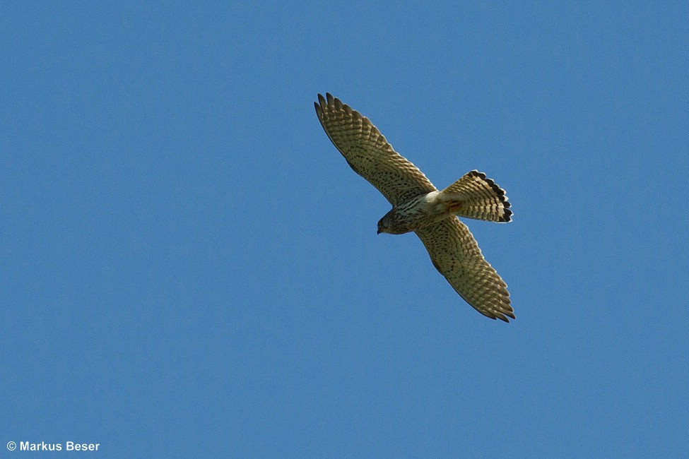 Turmfalke