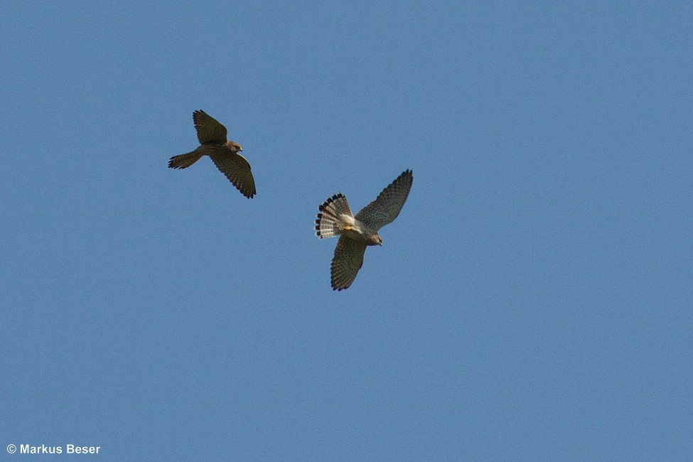 Turmfalke