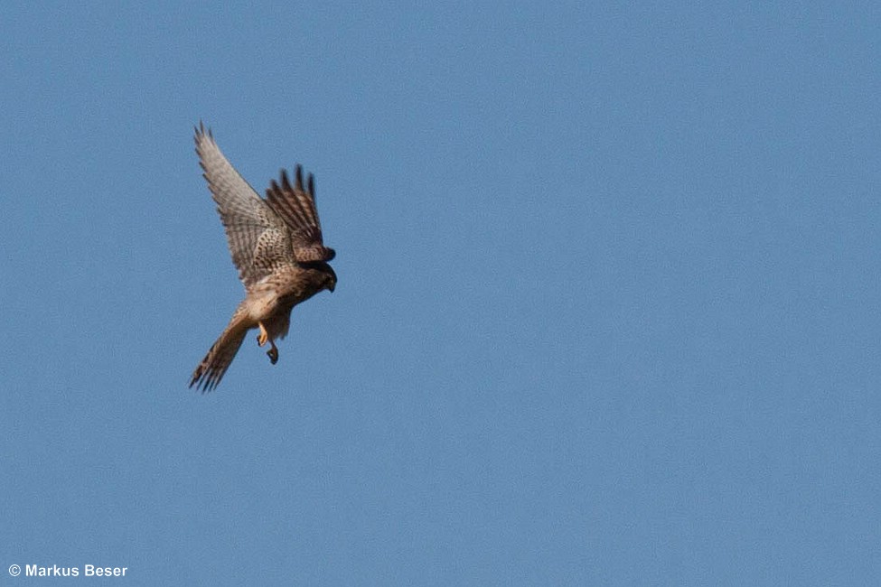 Turmfalke