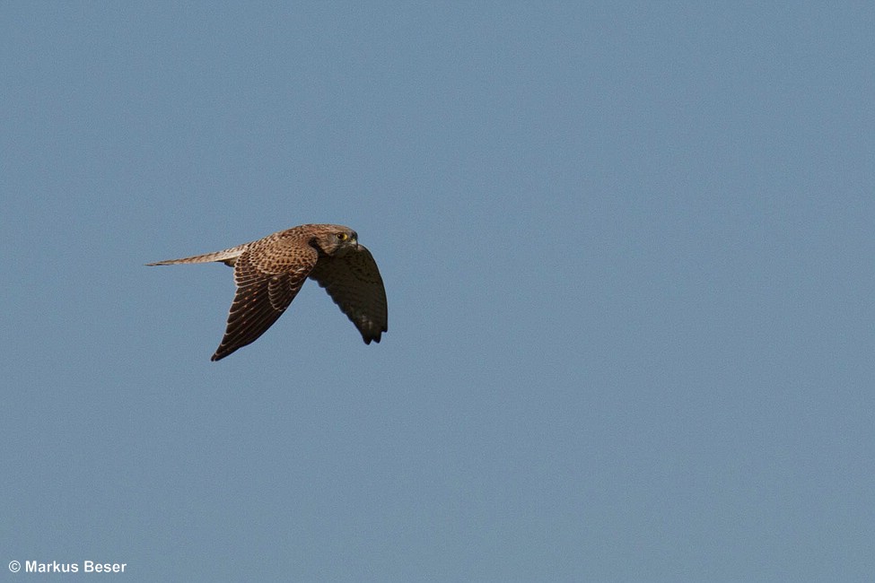 Turmfalke