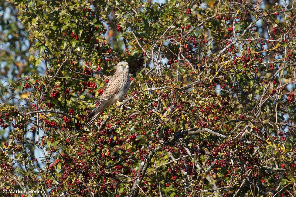 Turmfalke