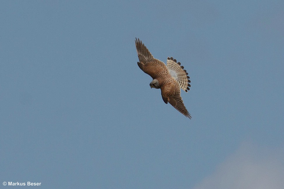 Turmfalke