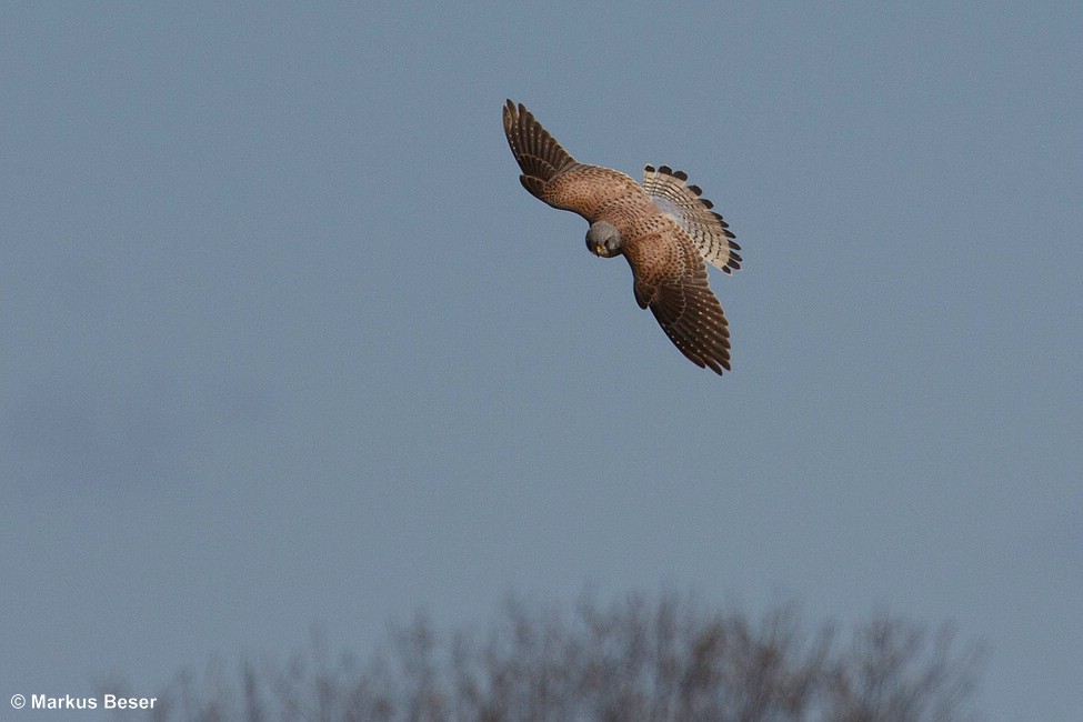 Turmfalke