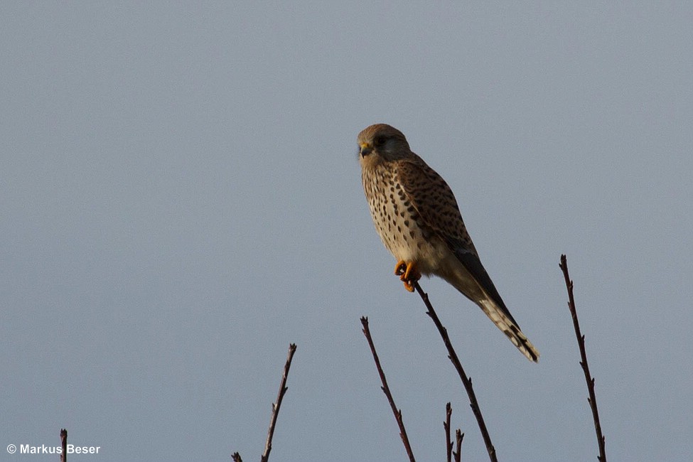 Turmfalke