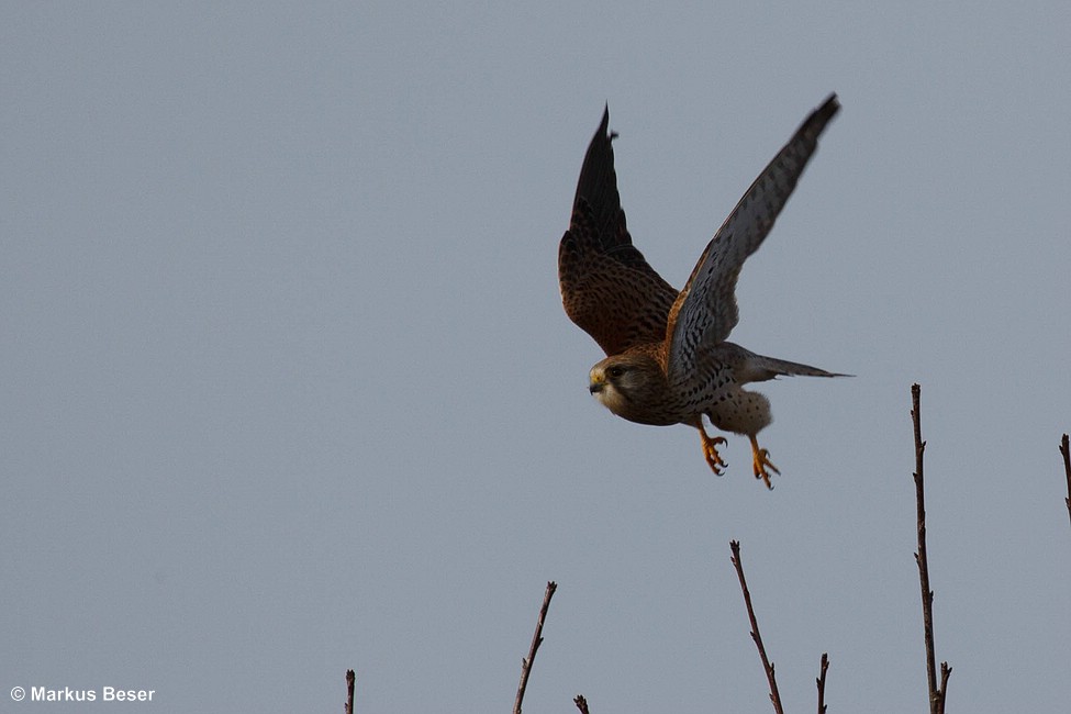 Turmfalke