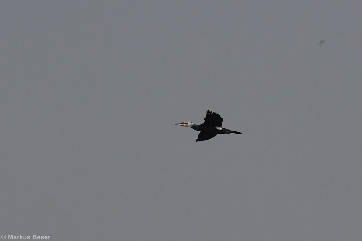 Kormoran