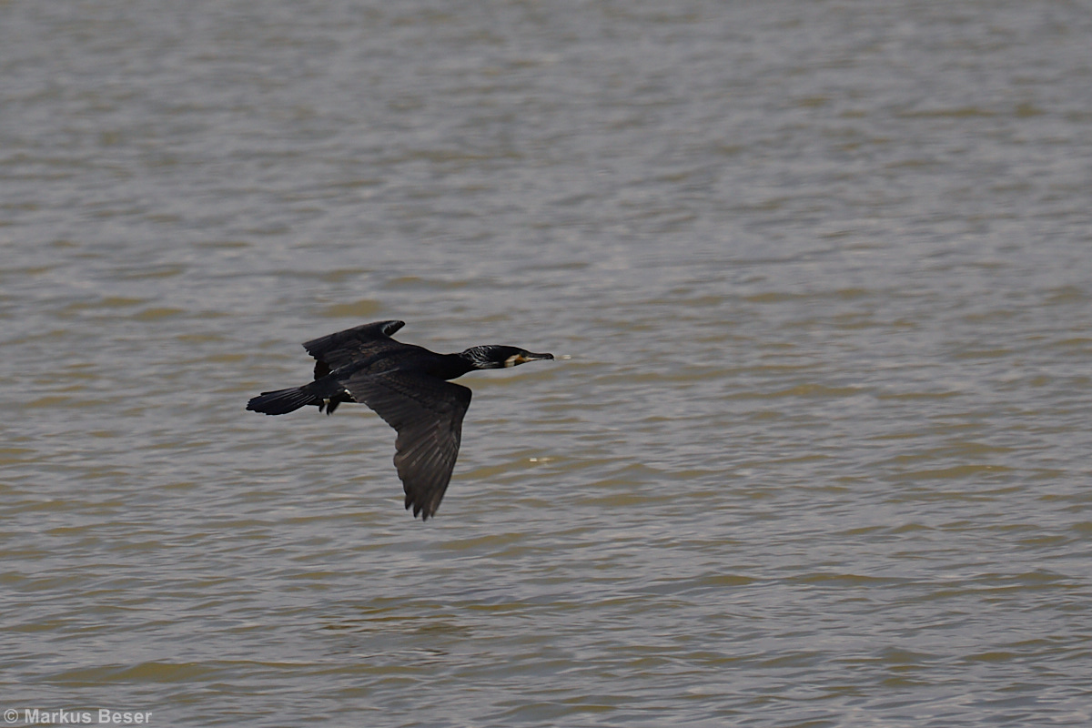 Kormoran