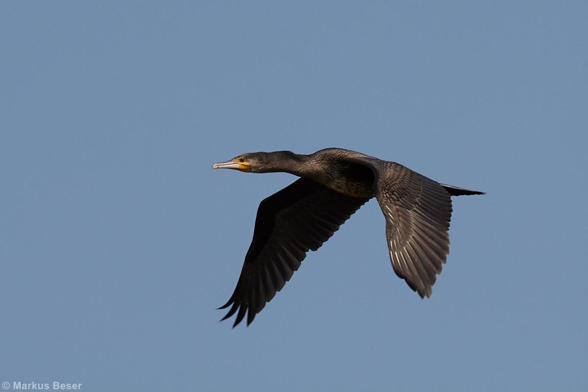Kormoran
