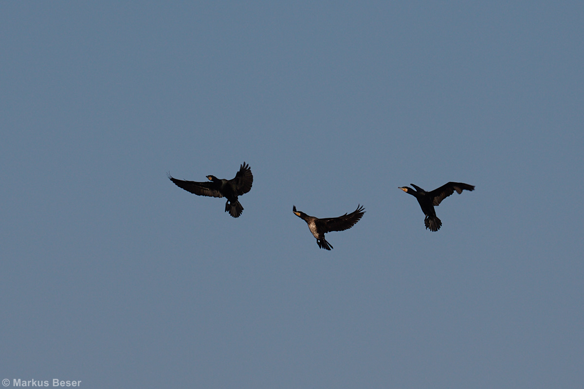 Kormoran