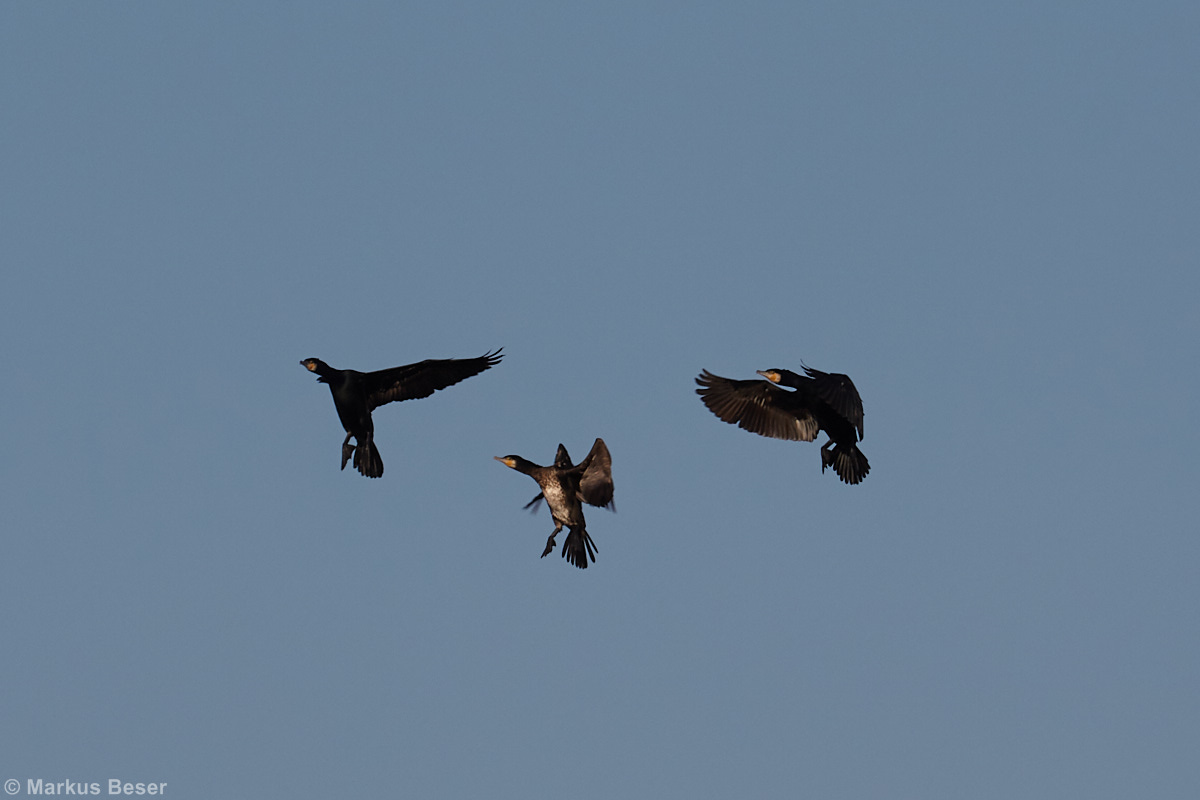 Kormoran