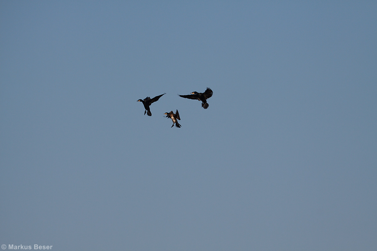 Kormoran