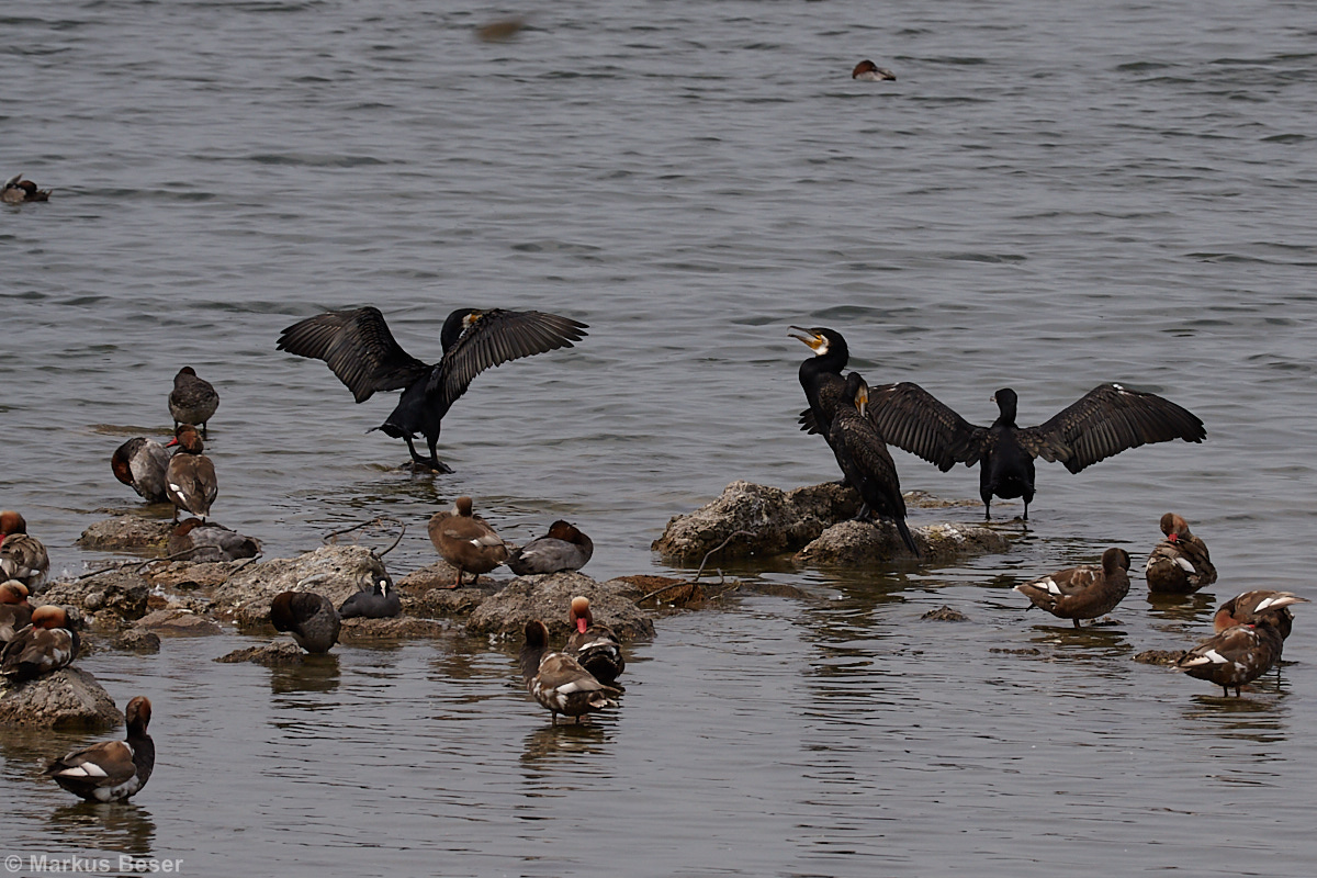 Kormoran