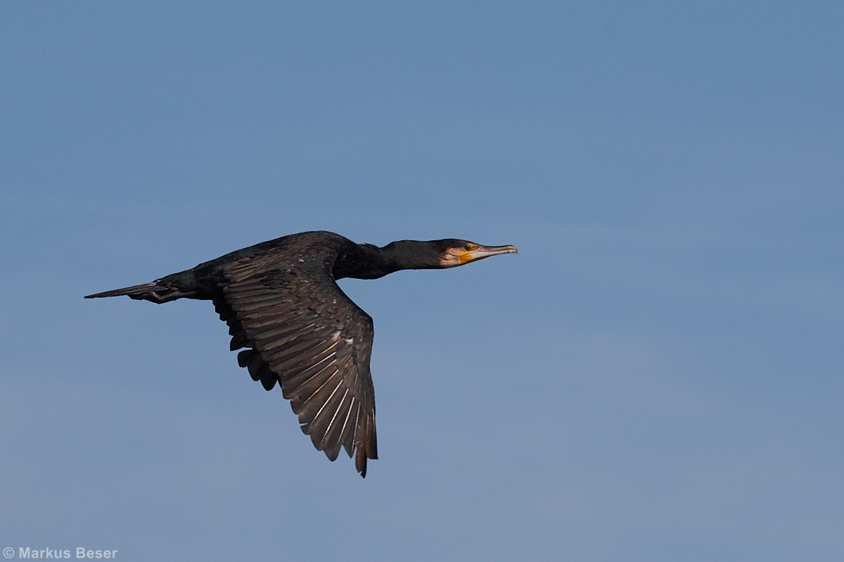 Kormoran