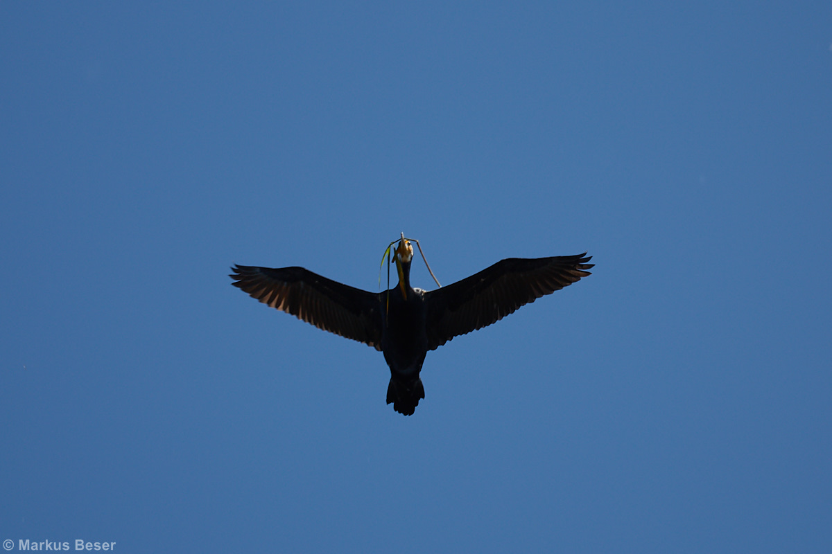 Kormoran