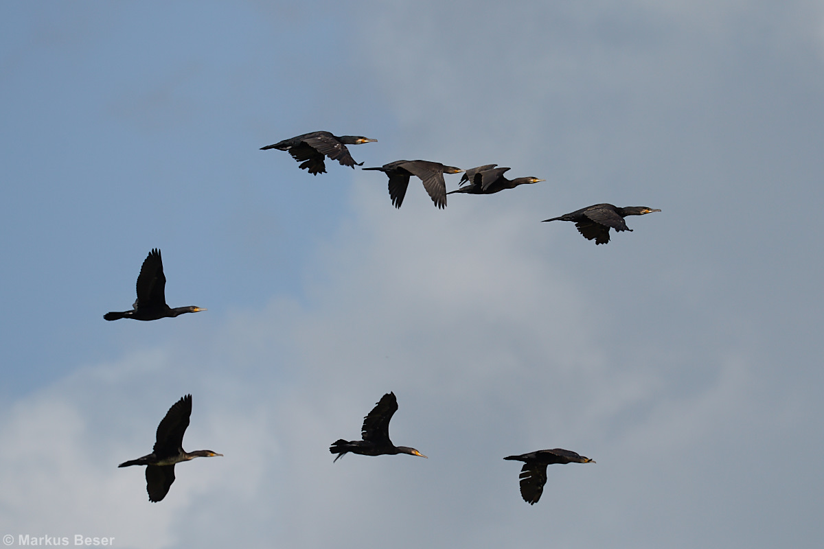 Kormoran