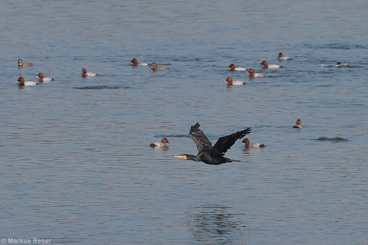 Kormoran