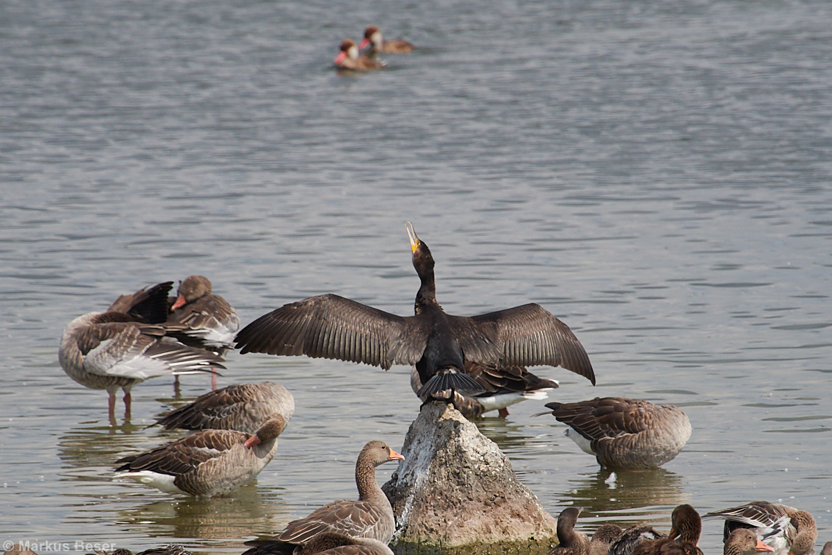 Kormoran